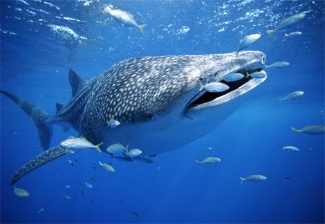 Smooth+dogfish+shark+facts