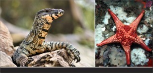 ALA Goanna & Starfish Postcard