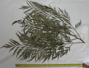 Grevillea robusta specimen in Morphbank