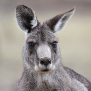 Eastern grey kangaroo
