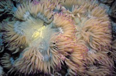 An Australian coral, Catalaphyllia jardinei, on the Great Barrier Reef. Photo: Ed Lovell