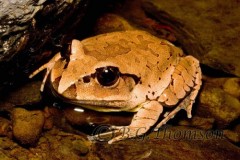 Fleay's barred frog, Myxophyes fleayi. Endangered species, south-east Queensland. Photo courtesy of Bruce Thomson. © Bruce Thomson.