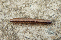 Millipede