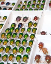 Tray of Beetles at ANIC