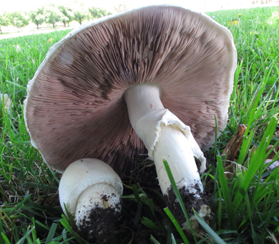 Agaricus sp. found in local Canberra parkland. Edibility unknown.