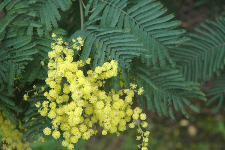  Acacia dealbata Link taken by Richardson, R.G. & F.J.