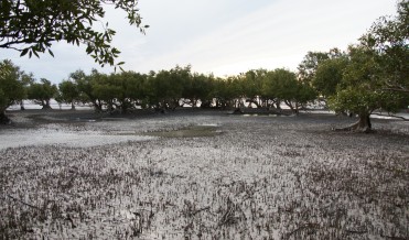 Cape Keraudren mangroves