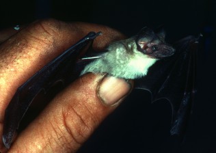 Mormopterus loriae Dampier Peninsula 1977