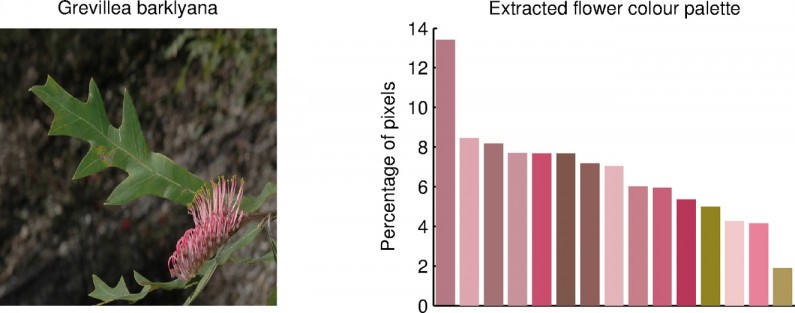 Grevillea barklyana