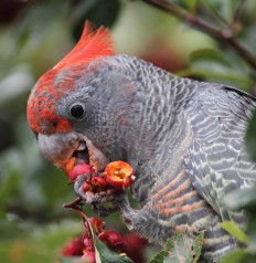 Gang Gang Cockatoo