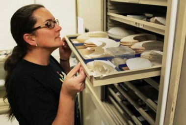 An Australian Museum staff member inspects a tray of shells.
