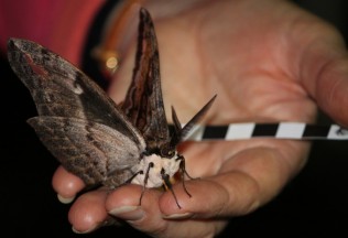 Large moth sitting on a person's hand
