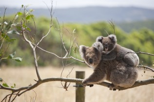 Two koalas sitting on a branch