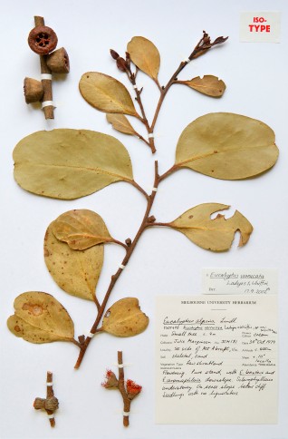 Isotype of Eucalyptus verrucata collected from Mount Abrupt, Grampians Victoria, October 1979 by then student Julie Marginson