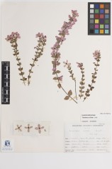 Curator Dr Gillian Brown’s favourite specimen: Tetratheca ciliata (MELU D015072a)