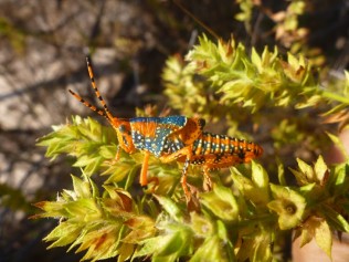 Photo of Leichhardt’s Grasshopper