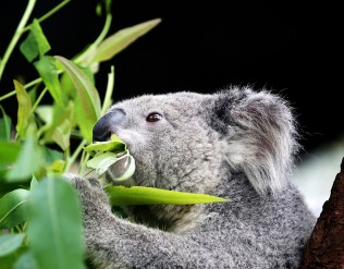 Close up photo of a koala eating leaves