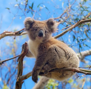 Photo of koala in a tree looking down