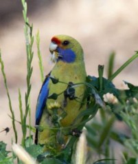 Yellow Rosella