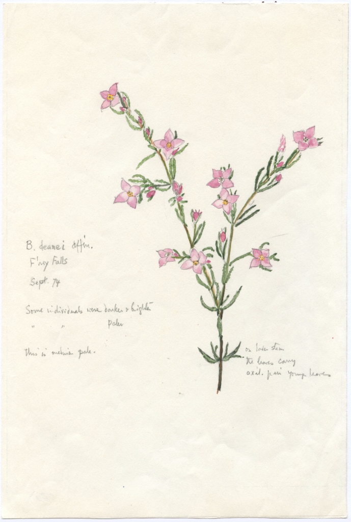 An illustration of Boronia deanei, one of approximately 1500 botanical illustrations prepared by Janet Cosh. (photo courtesy of the University of Wollongong)
