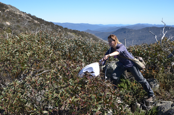 Jacqueline Karras (PhD student University of New South Wales) pooters for Heteroptera (true bugs) in Namadgi National Park, Australian capital Territory, photo Michael Preece © Copyright, Department of the Environment.