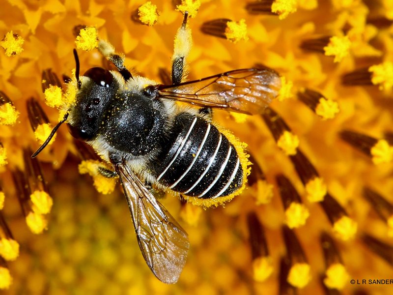 South African carder bee, Afranthidium Immanthidium repetitum Credit: Laurence Sanders