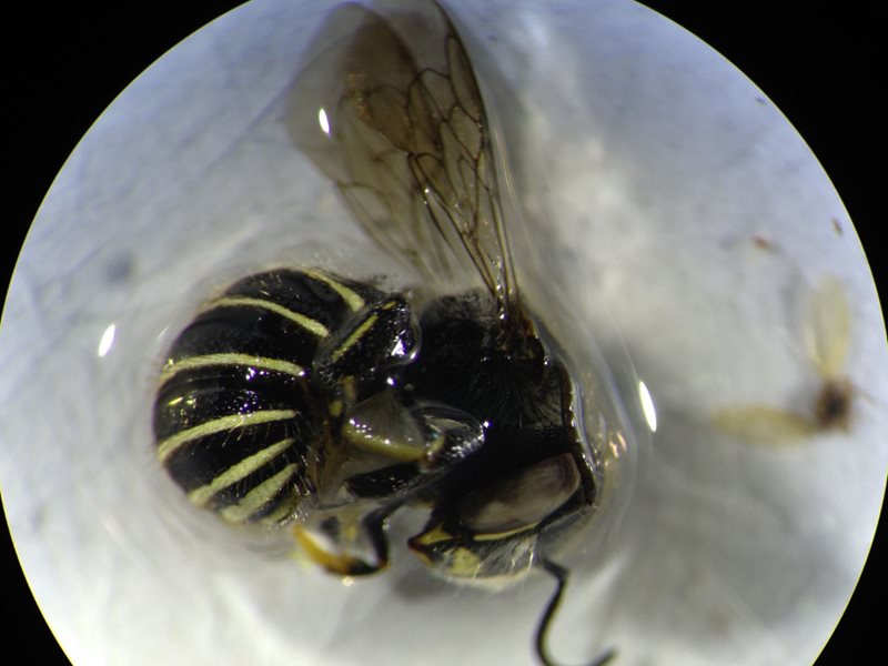 A remarkable photograph taken through the lens of a microscope with an iPhone camera; gives great detail, certainly ample for identifying it as the invasive South African carder bee, Afranthidium Immanthidium repetitum Credit: Jessica Baumann