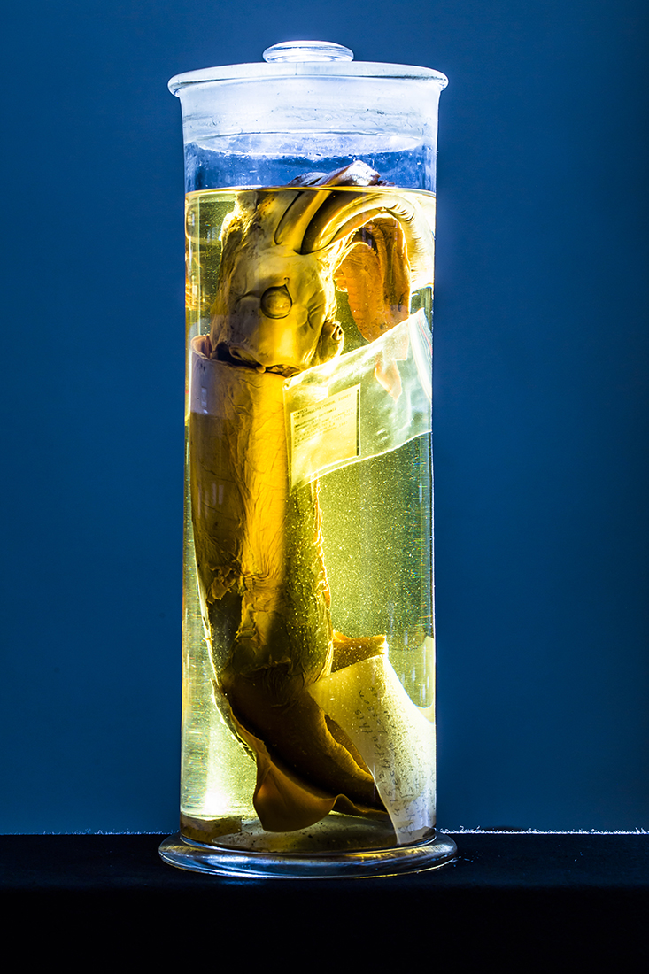 Ommastrephes bartramii (Lesueur, 1821), from the Australian Museum Malacology collection. Photo: Ron Lovatt, Australian Museum