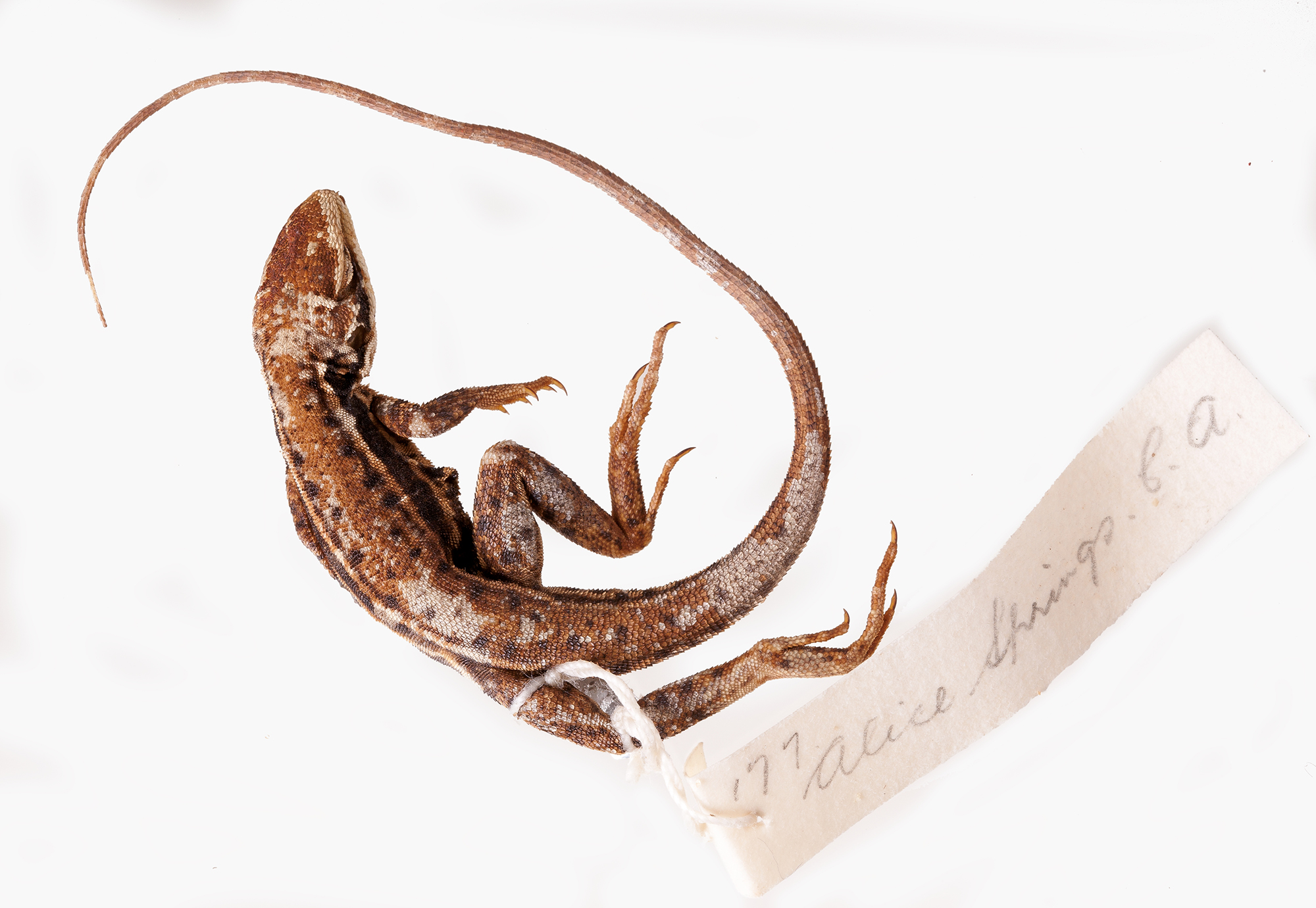 This Ctenophorus isolepis gularis, or Central Military Dragon, was caught near Alice Springs in Central Australia in 1886. It is now part of the Museum Victoria reptile collection and adds to our knowledge of this species that is found in central and western Australia. Photographer: Justine Philip Copyright: Museum Victoria CC BY 4.0