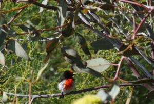 The Red-Capped Robin is found in a range of Australia's ecoregions Photo: Lou Kidd - ALA Individual sightings