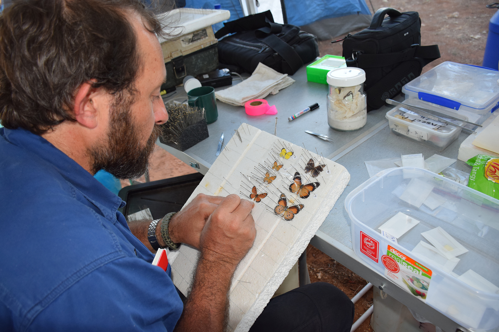 Jared Archibald pinning butterflies