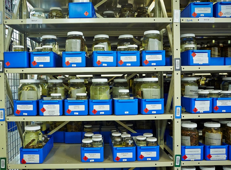 Part of Museum Victoria’s Ichthyology spirit collection. Photographer: Benjamin Healley / Copyright Museum Victoria CC BY