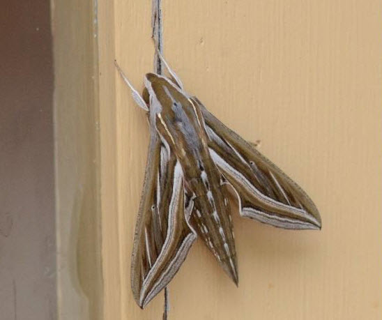 Grapevine Hawk Moth