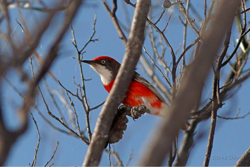 Crimson Chat - Image: Steven Dew