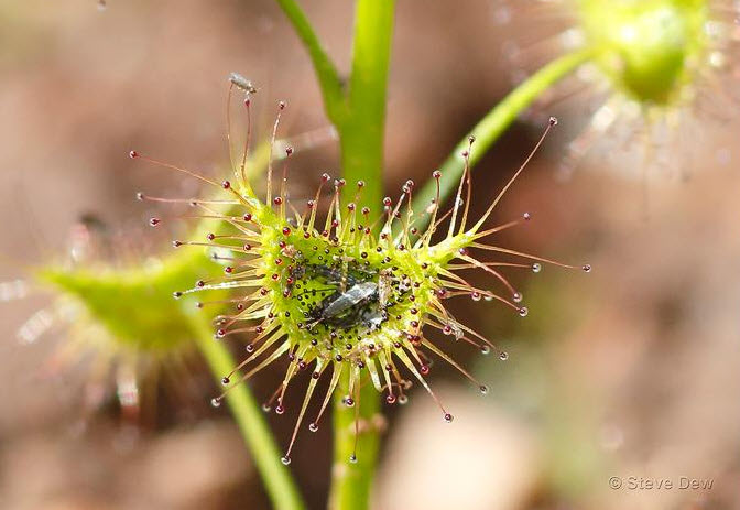 Sundew