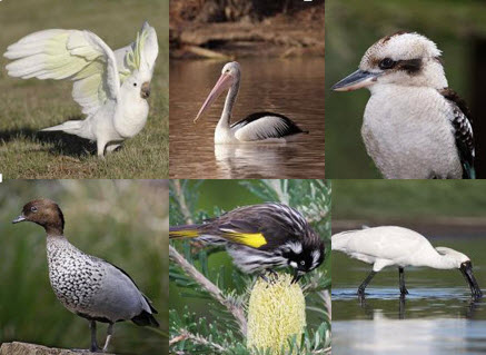 Selected bird images
