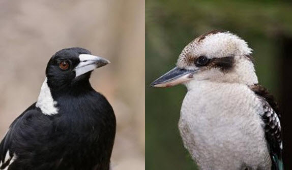Images of and Australian Magpie and a Laughing Kookaburra