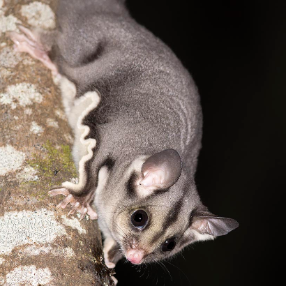 Sugar Glider (Petaurus breviceps)