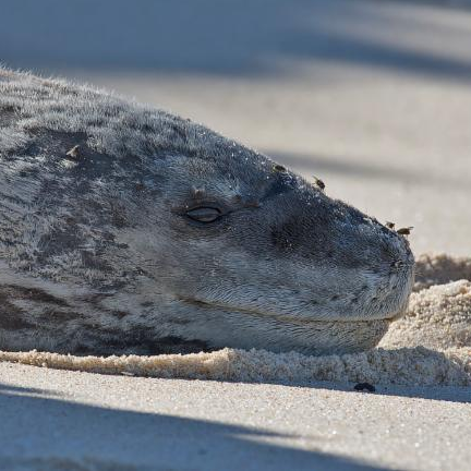 Leopard Seal (Hydrurga leptonyx)