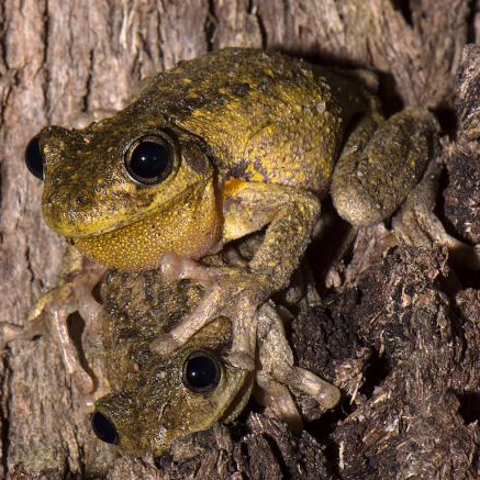Peron's Tree Frog (Litoria Peronii).