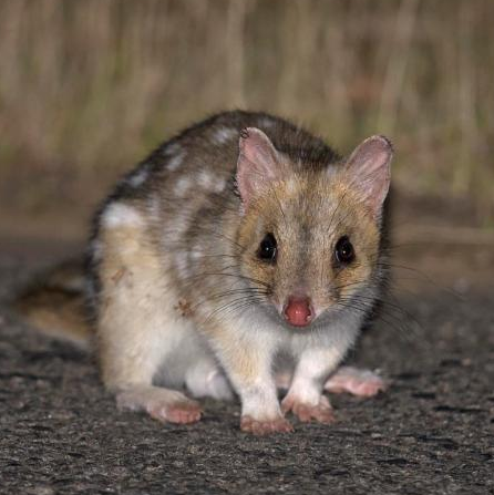 Luaner (Dasyurus viverrinus)