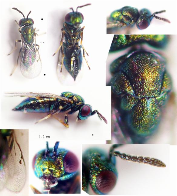 Specimen from the family Eulophidae. Image by Vuk Vojisavljevic