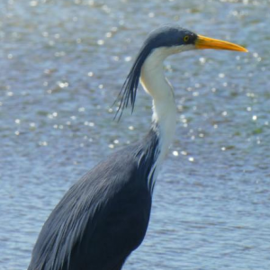 Egretta picata. Image by Clare Pearce - ALA Individual Sightings