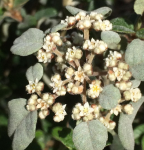 Dusty Miller (Spyridium parvifolium)