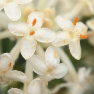 Pimelea linifolia subsp. linifolia