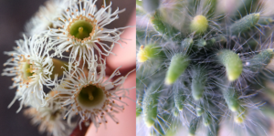 Eucalyptus gracilis and Maireana brevifolia