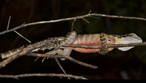 A large lizard asleep in some bare branches in the air