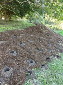 An image of a sloped site with holes dug for plants to be planted in