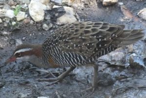 The elusive Buff-Banded Rail, the "animal emblem" of the Rocky Waterholes-Salisbury Bushcare group.