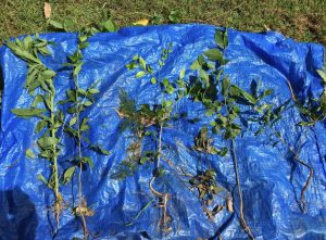 An image of a number of different weed species